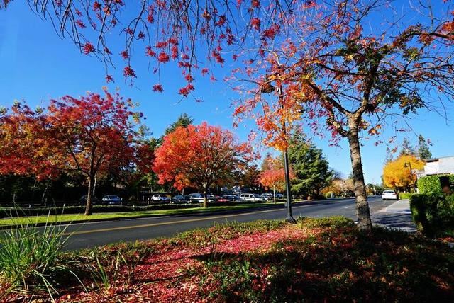 「红叶集」所到之处，无笔成诗，愿你的生活也能如红叶一般丰富