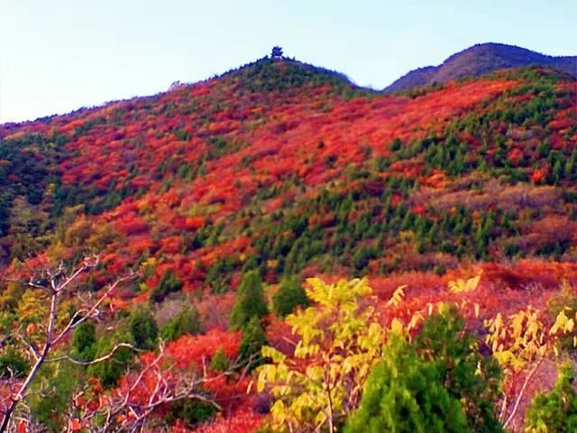 「红叶集」所到之处，无笔成诗，愿你的生活也能如红叶一般丰富