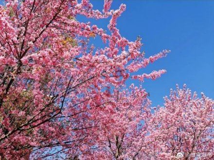 云赏花：错过了春景，这里有一大波春光在等你~