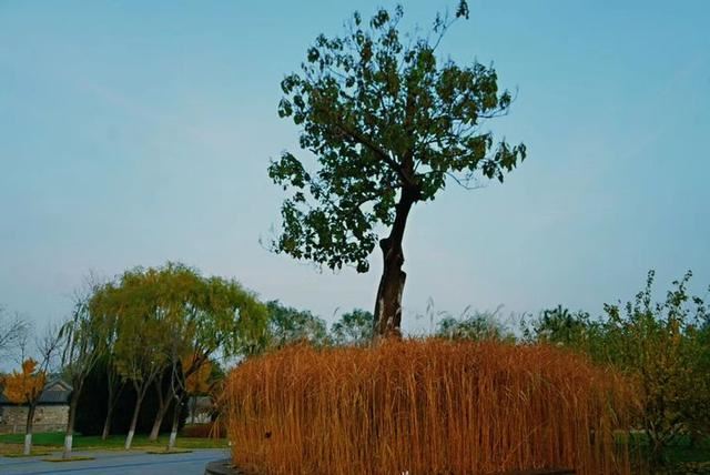 「红叶集」所到之处，无笔成诗，愿你的生活也能如红叶一般丰富