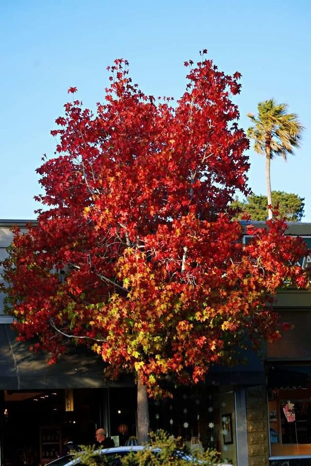 「红叶集」所到之处，无笔成诗，愿你的生活也能如红叶一般丰富