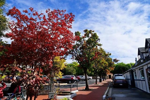 「红叶集」所到之处，无笔成诗，愿你的生活也能如红叶一般丰富