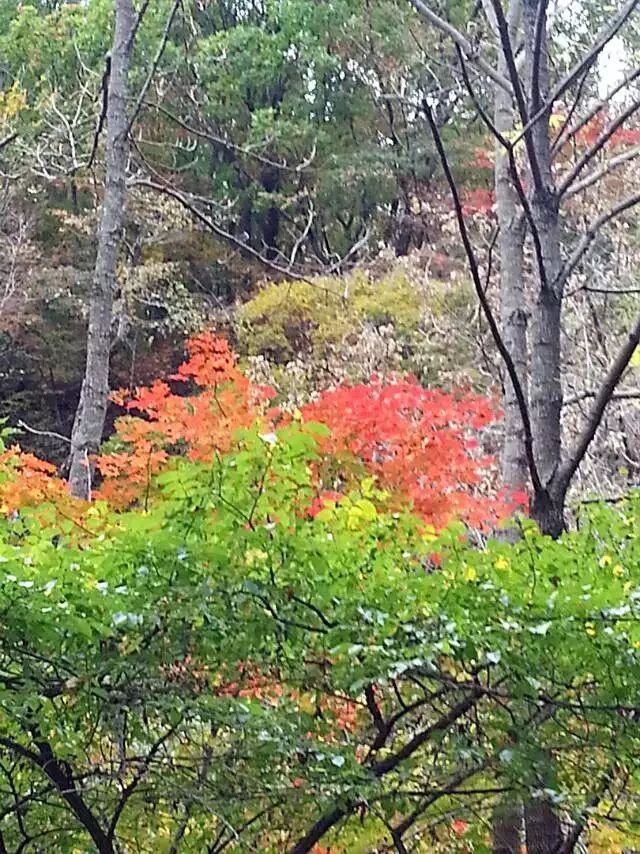 「红叶集」所到之处，无笔成诗，愿你的生活也能如红叶一般丰富