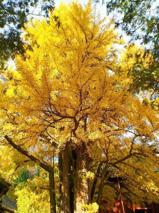 「红叶集」所到之处，无笔成诗，愿你的生活也能如红叶一般丰富