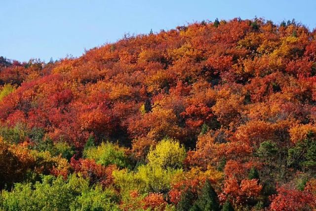 「红叶集」所到之处，无笔成诗，愿你的生活也能如红叶一般丰富