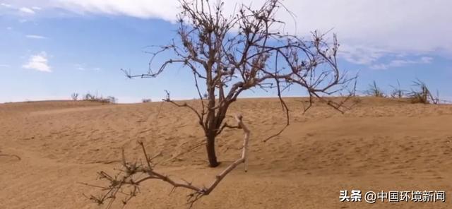 如果没有树木？