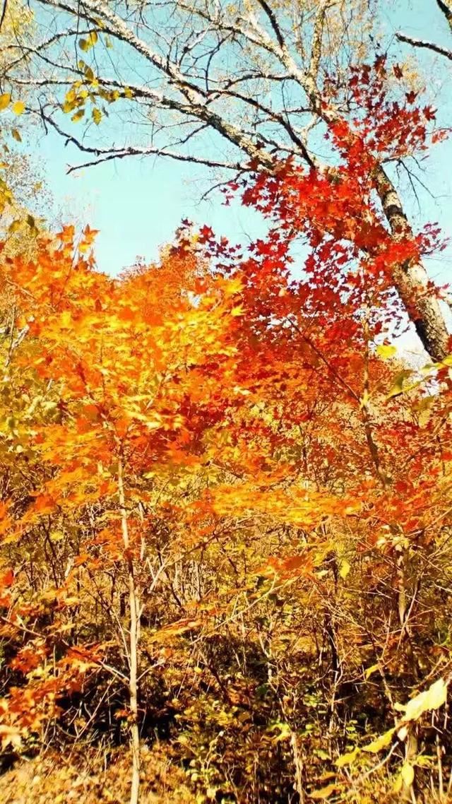 「红叶集」所到之处，无笔成诗，愿你的生活也能如红叶一般丰富