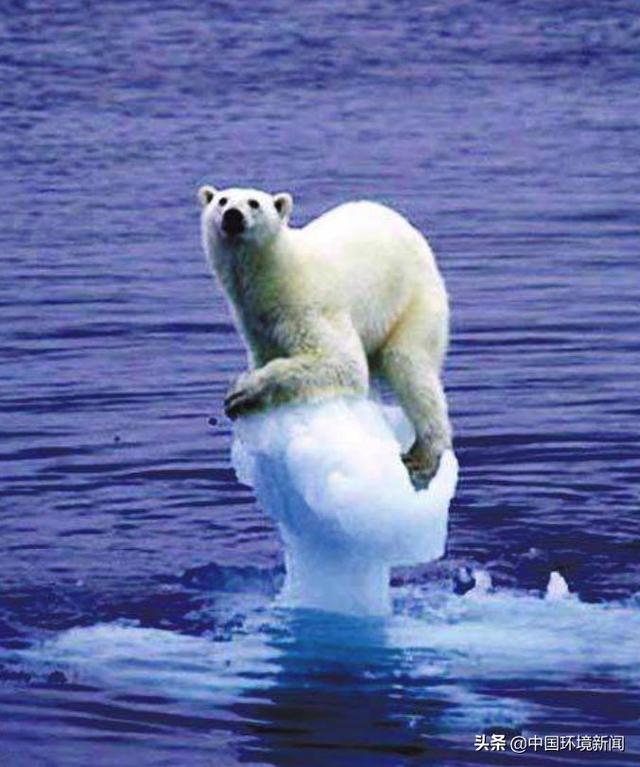 如果没有树木？