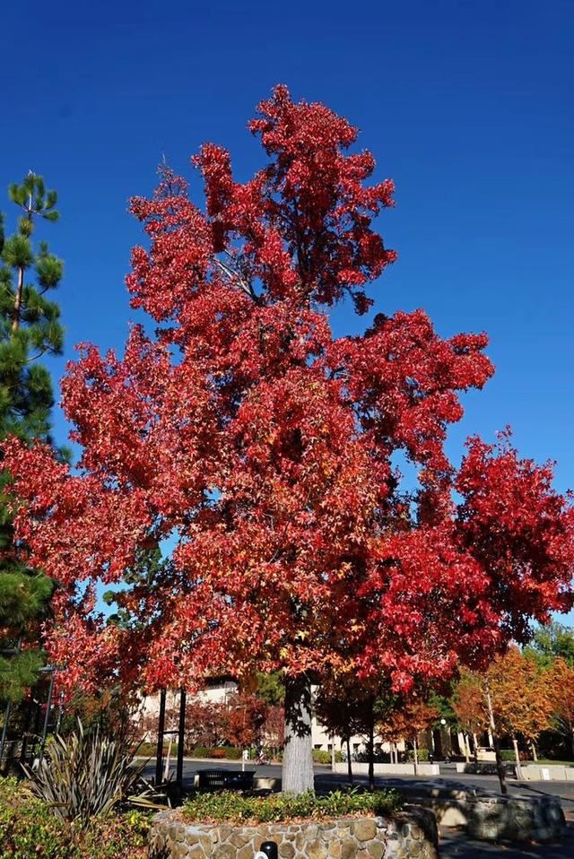 「红叶集」所到之处，无笔成诗，愿你的生活也能如红叶一般丰富