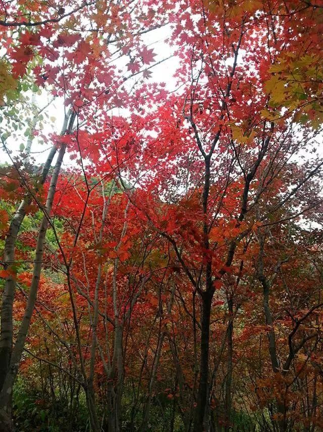 「红叶集」所到之处，无笔成诗，愿你的生活也能如红叶一般丰富