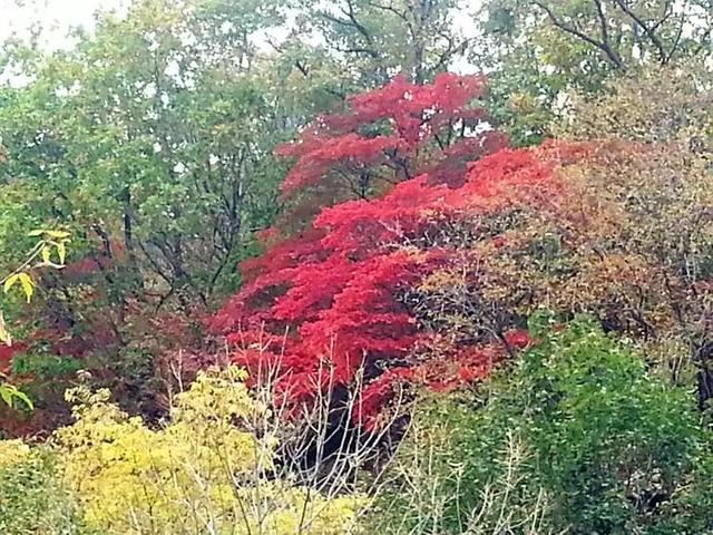 「红叶集」所到之处，无笔成诗，愿你的生活也能如红叶一般丰富