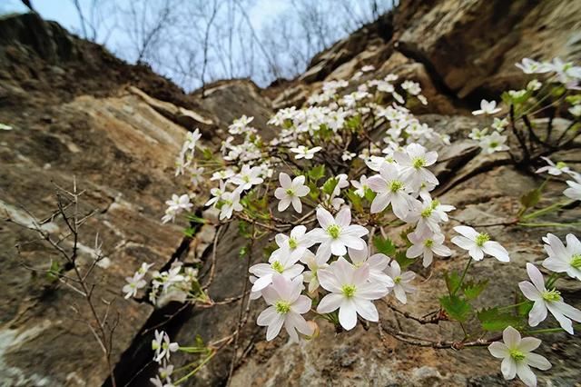 后疫情时代，京城春季最佳赏花“网红”地