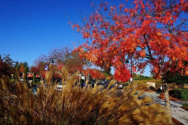 「红叶集」所到之处，无笔成诗，愿你的生活也能如红叶一般丰富