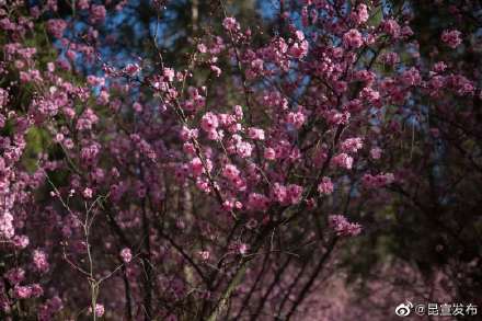 云赏花：错过了春景，这里有一大波春光在等你~