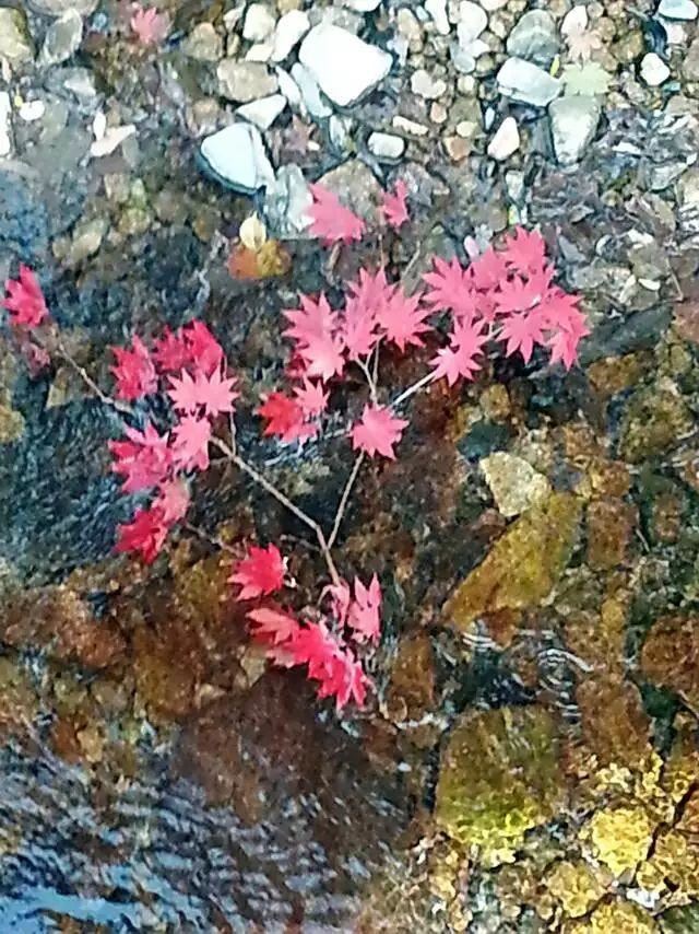 「红叶集」所到之处，无笔成诗，愿你的生活也能如红叶一般丰富