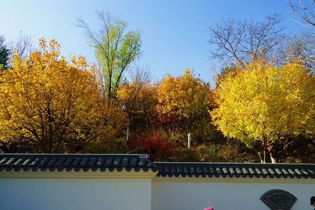 「红叶集」所到之处，无笔成诗，愿你的生活也能如红叶一般丰富