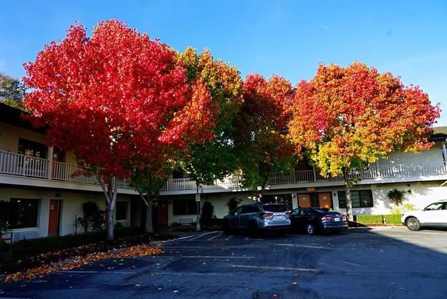 「红叶集」所到之处，无笔成诗，愿你的生活也能如红叶一般丰富