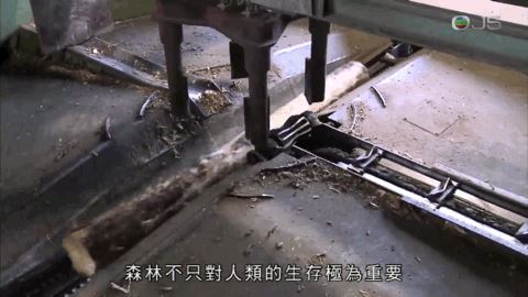 如果没有树木？