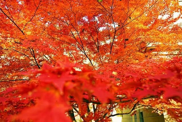 「红叶集」所到之处，无笔成诗，愿你的生活也能如红叶一般丰富