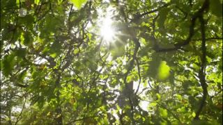 如果没有树木？