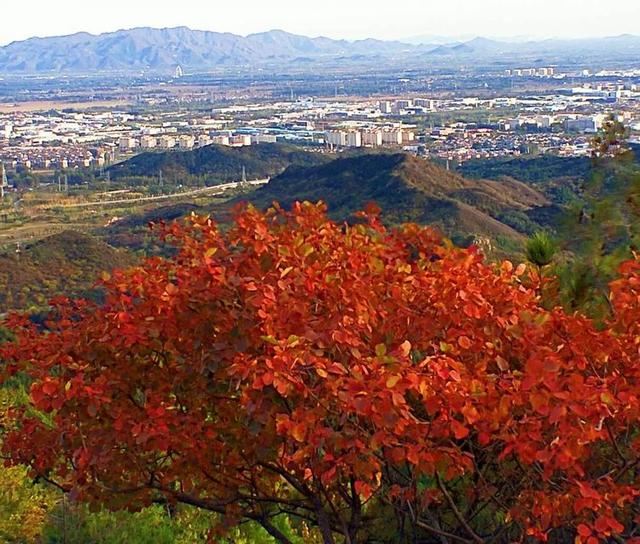 「红叶集」所到之处，无笔成诗，愿你的生活也能如红叶一般丰富