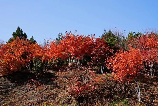 「红叶集」所到之处，无笔成诗，愿你的生活也能如红叶一般丰富