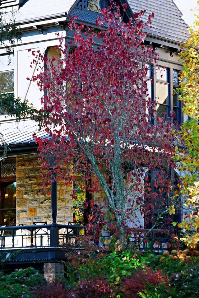 「红叶集」所到之处，无笔成诗，愿你的生活也能如红叶一般丰富