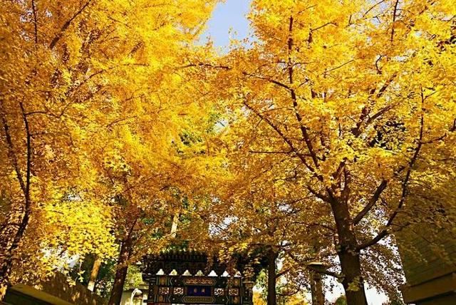 「红叶集」所到之处，无笔成诗，愿你的生活也能如红叶一般丰富