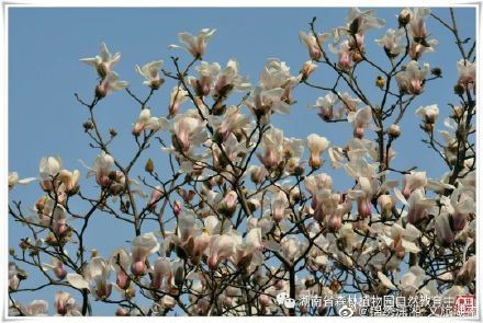 “网上游园，线上观花”湖南省森林植物园邀您云赏花