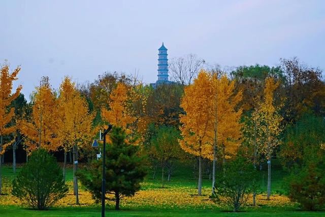 「红叶集」所到之处，无笔成诗，愿你的生活也能如红叶一般丰富