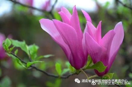 “网上游园，线上观花”湖南省森林植物园邀您云赏花