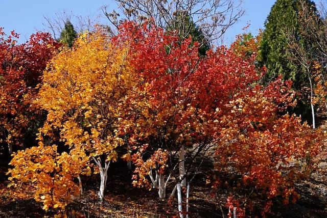 「红叶集」所到之处，无笔成诗，愿你的生活也能如红叶一般丰富