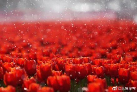 云赏花：错过了春景，这里有一大波春光在等你~