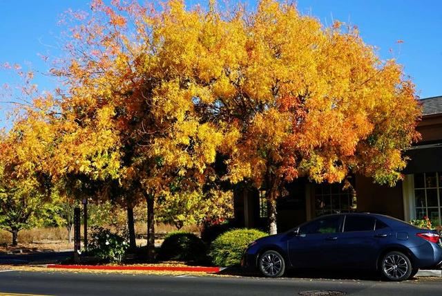 「红叶集」所到之处，无笔成诗，愿你的生活也能如红叶一般丰富