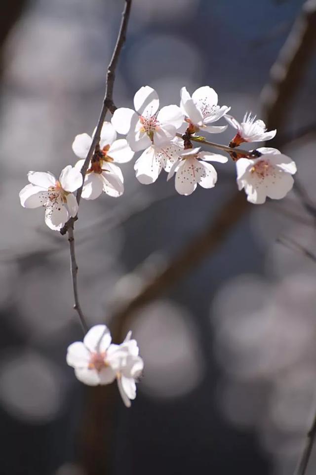 后疫情时代，京城春季最佳赏花“网红”地