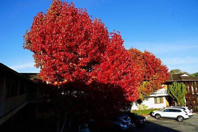 「红叶集」所到之处，无笔成诗，愿你的生活也能如红叶一般丰富