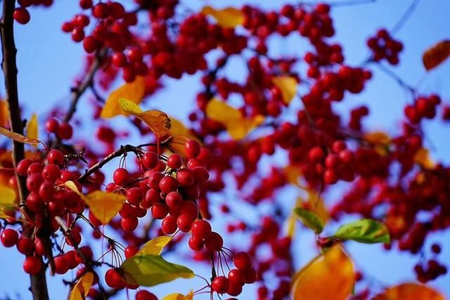 「红叶集」所到之处，无笔成诗，愿你的生活也能如红叶一般丰富