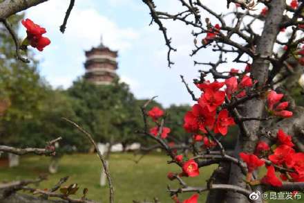 云赏花：错过了春景，这里有一大波春光在等你~