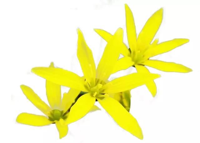 后疫情时代，京城春季最佳赏花“网红”地