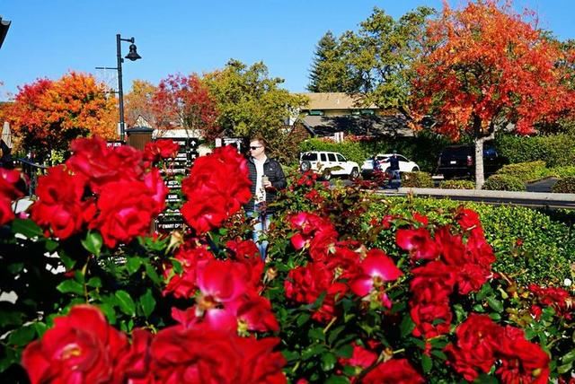 「红叶集」所到之处，无笔成诗，愿你的生活也能如红叶一般丰富