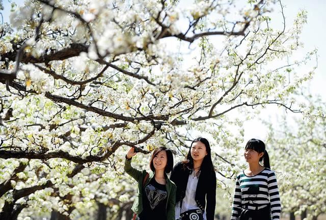 后疫情时代，京城春季最佳赏花“网红”地