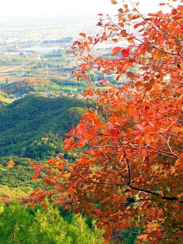 「红叶集」所到之处，无笔成诗，愿你的生活也能如红叶一般丰富