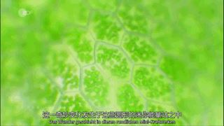 如果没有树木？