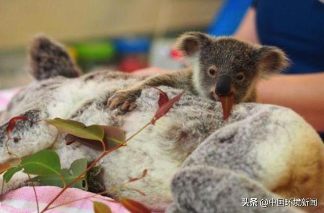 如果没有树木？