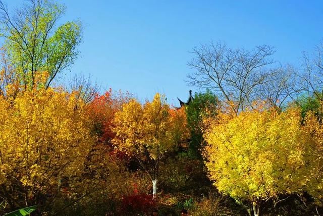 「红叶集」所到之处，无笔成诗，愿你的生活也能如红叶一般丰富