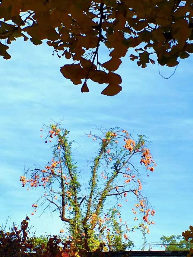 「红叶集」所到之处，无笔成诗，愿你的生活也能如红叶一般丰富