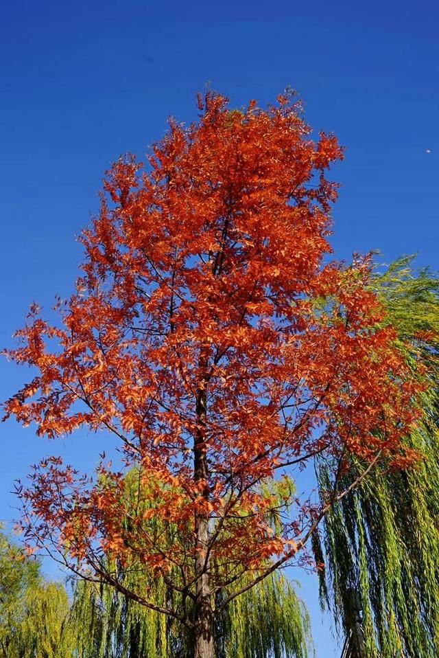 「红叶集」所到之处，无笔成诗，愿你的生活也能如红叶一般丰富