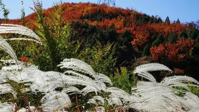 「红叶集」所到之处，无笔成诗，愿你的生活也能如红叶一般丰富