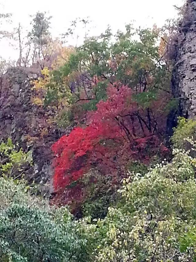 「红叶集」所到之处，无笔成诗，愿你的生活也能如红叶一般丰富