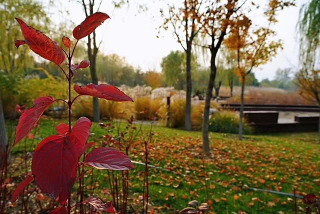 「红叶集」所到之处，无笔成诗，愿你的生活也能如红叶一般丰富